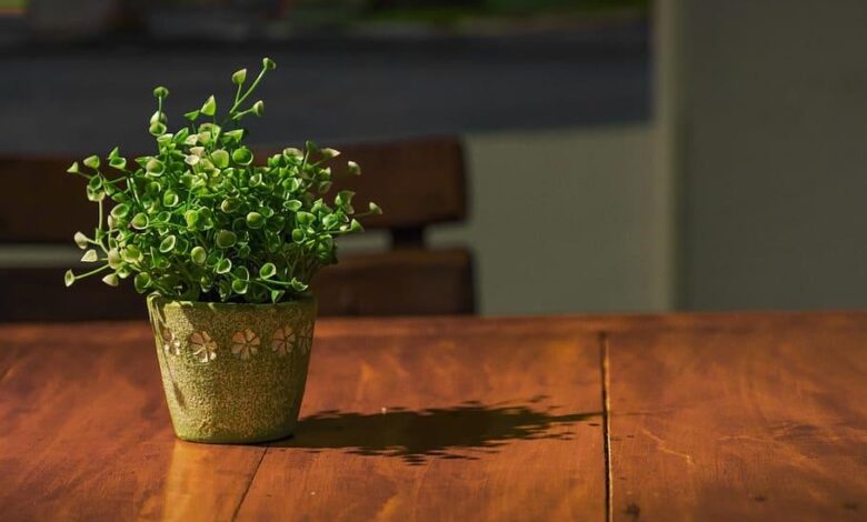 The Best Low-Light Houseplants for Basement Apartments (That Actually Thrive)